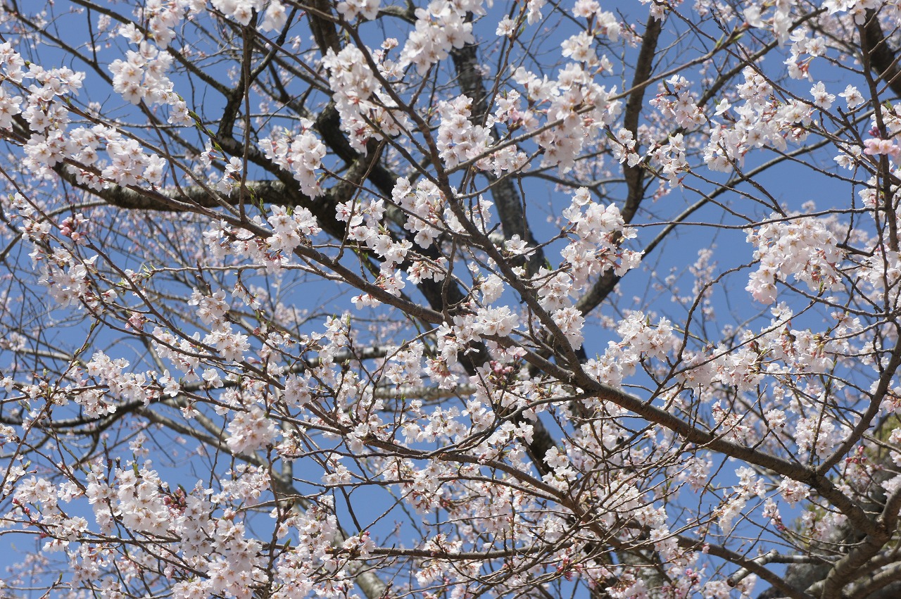岐阜県のゴルフ場 予約お待ちしています