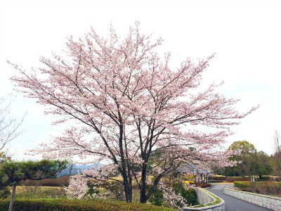 桜が見頃となっております