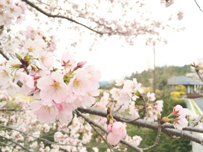 桜が見頃となっております