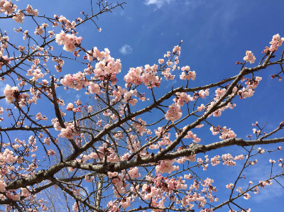 5番ホールの寒緋桜が見頃です！