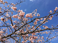 5番ホールの寒緋桜が見頃です！