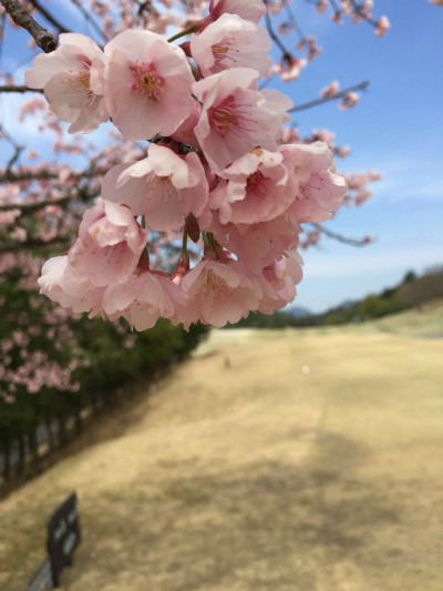 5番ホールの寒緋桜『満開』です!!