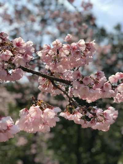 5番ホールの寒緋桜『満開』です!!