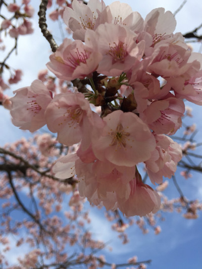 5番ホールの寒緋桜『満開』です!!