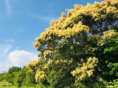 ツブラジイの花が満開です！